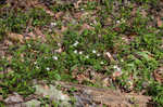 Eastern false rue anemone